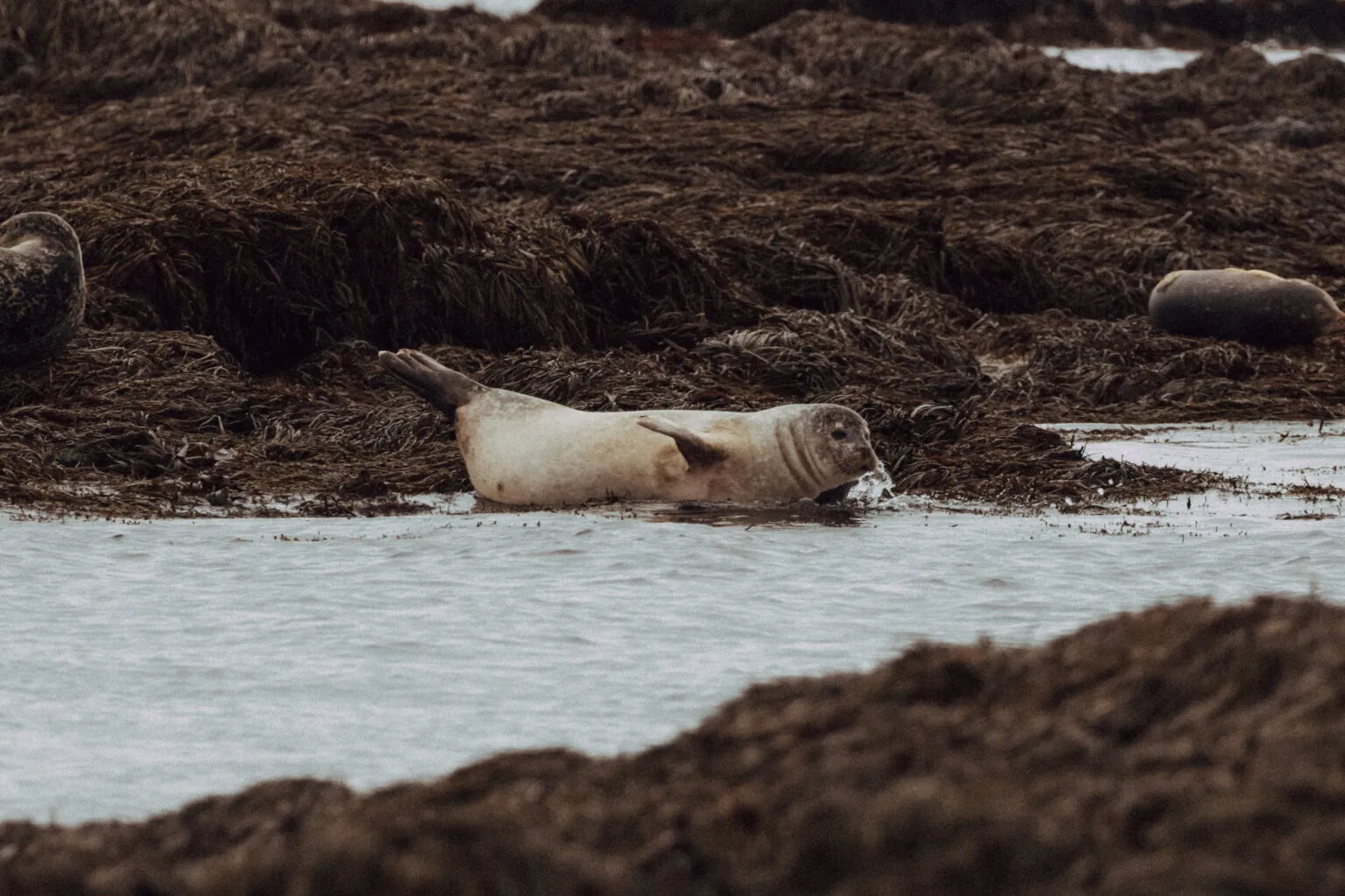 Day Tour Snæfellsnes